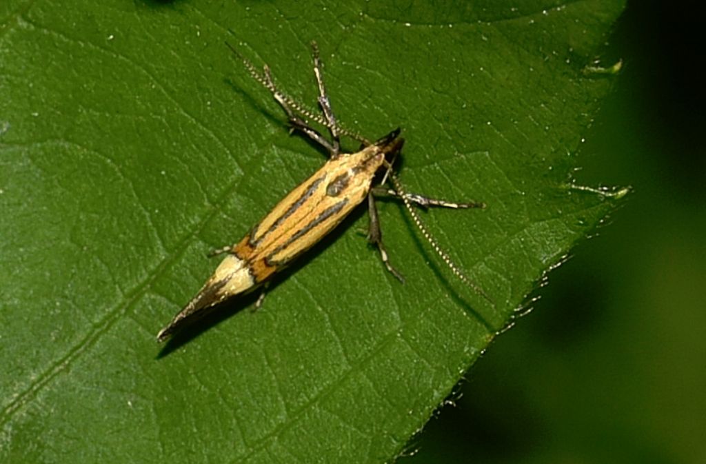 Oecophoridae: Alabonia geoffrella?  S !